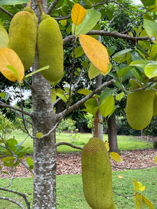 Jackfruit - Crunchy