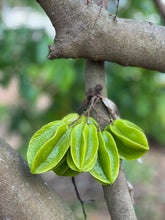 Load image into Gallery viewer, Star Fruit - Green Kari (Aug &amp; Dec)