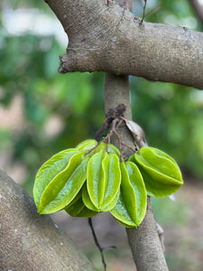 Star Fruit - Green Kari (Aug & Dec)