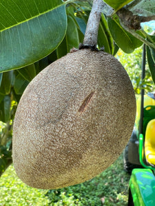 Sapodilla - Gigantia