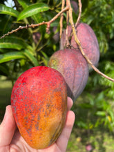 Load image into Gallery viewer, Mango - HADEN