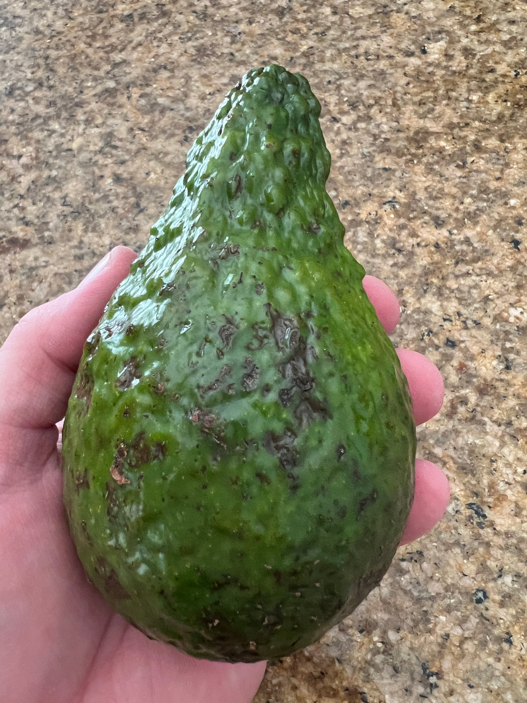 Avocado - Lula (Oct-Jan)