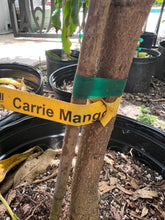 Load image into Gallery viewer, Mango - CARRIE