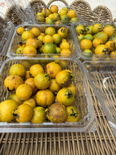 Load image into Gallery viewer, Guava - LEMON/CATTLEY (PRE-SALE) (HARVEST BEGIN JUNE 1ST)