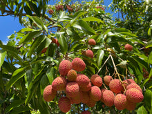 Load image into Gallery viewer, Lychee - Mauritius (PRE-SALE SOLD OUT)