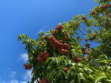 Load image into Gallery viewer, Lychee - Mauritius (PRE-SALE SOLD OUT)