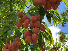 Load image into Gallery viewer, Lychee - Mauritius (PRE-SALE SOLD OUT)