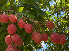Load image into Gallery viewer, Lychee - Mauritius (PRE-SALE SOLD OUT)
