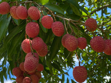 Load image into Gallery viewer, Lychee - Mauritius (PRE-SALE SOLD OUT)