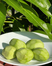 Load image into Gallery viewer, Mango - TOMMY ATKINS BABY