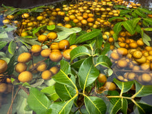 Load image into Gallery viewer, Longan - Kohala (July-August)