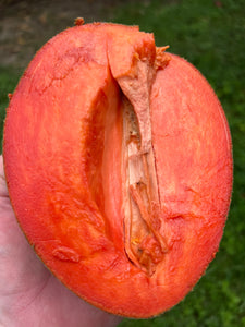 Mamey Sapote - Pantin/Key West (Aug-Sep)