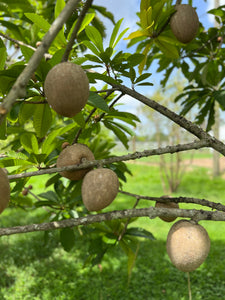 Mamey Sapote - Pantin/Key West (Aug-Sep)