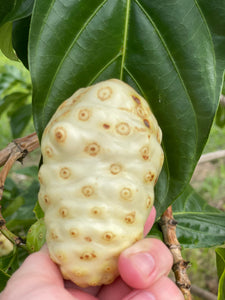 Noni Fruit