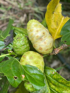 Noni Fruit