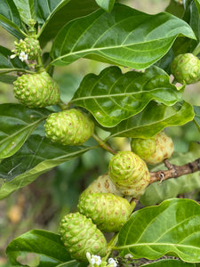 Noni Fruit