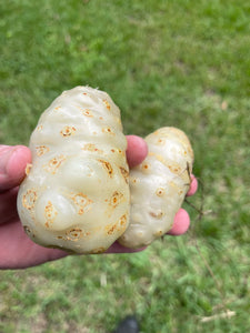 Noni Fruit