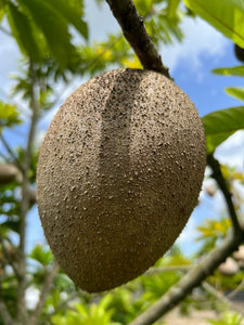 Mamey Sapote - Pantin/Key West (Aug-Sep)