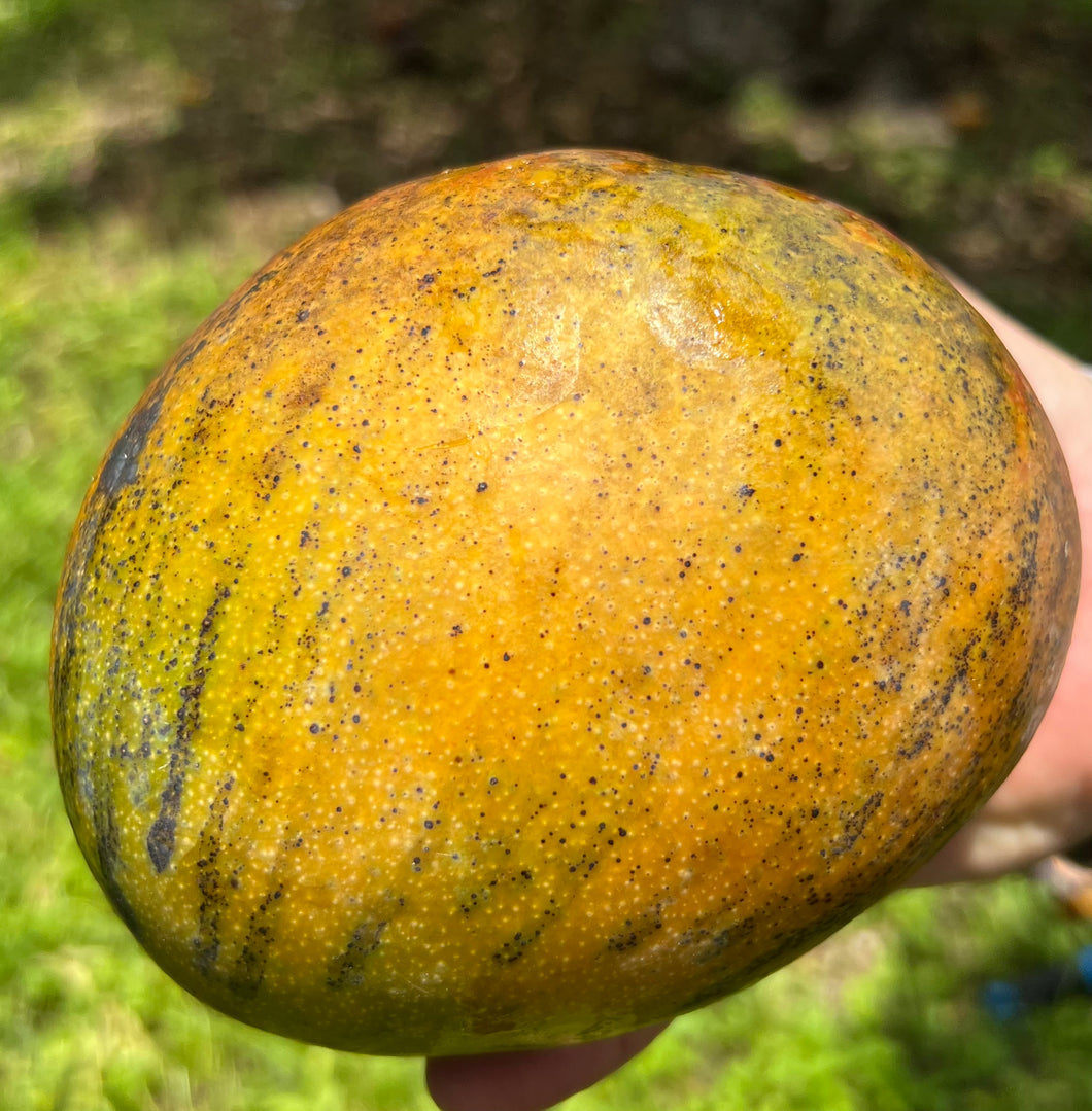 Mango - Kent (Jul-Aug)