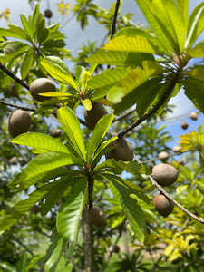 Mamey Sapote - Pantin/Key West (Aug-Sep)