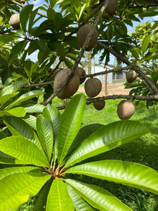 Mamey Sapote - Pantin/Key West (Aug-Sep)