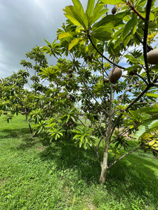 Mamey Sapote - Pantin/Key West (Aug-Sep)