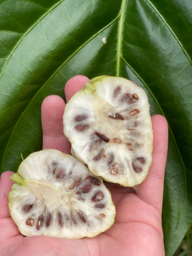 Noni Fruit