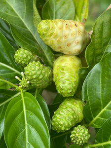 Noni Fruit