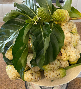 Noni Fruit