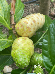 Noni Fruit