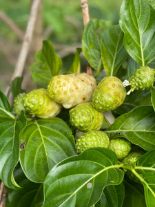 Noni Fruit