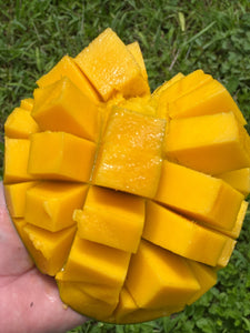 Mango - Keitt (Jul-Sep)