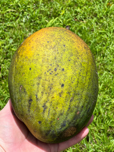 Mango - Keitt (Jul-Sep)