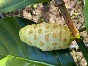 Noni Fruit