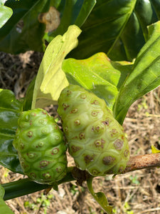 Noni Fruit