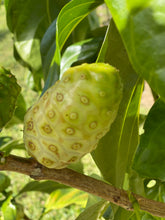 Load image into Gallery viewer, Noni Fruit