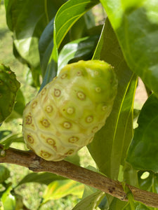 Noni Fruit