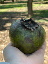 Load image into Gallery viewer, Black Sapote (Dec-Feb)