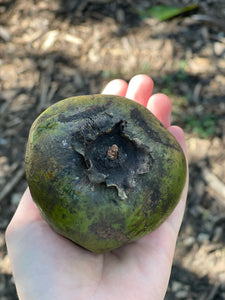 Black Sapote (Dec-Feb)