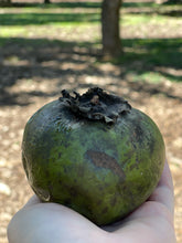 Load image into Gallery viewer, Black Sapote (Dec-Feb)