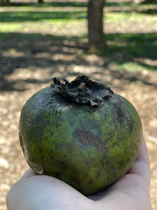 Black Sapote (Dec-Feb)