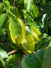 Load image into Gallery viewer, Star Fruit - Kari (Aug-Dec)