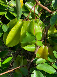 Star Fruit - Kari (Aug-Dec)