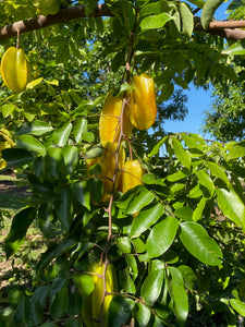 Star Fruit - Kari (Aug-Dec)