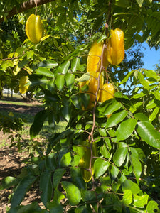 Star Fruit - Kari (Aug-Dec)