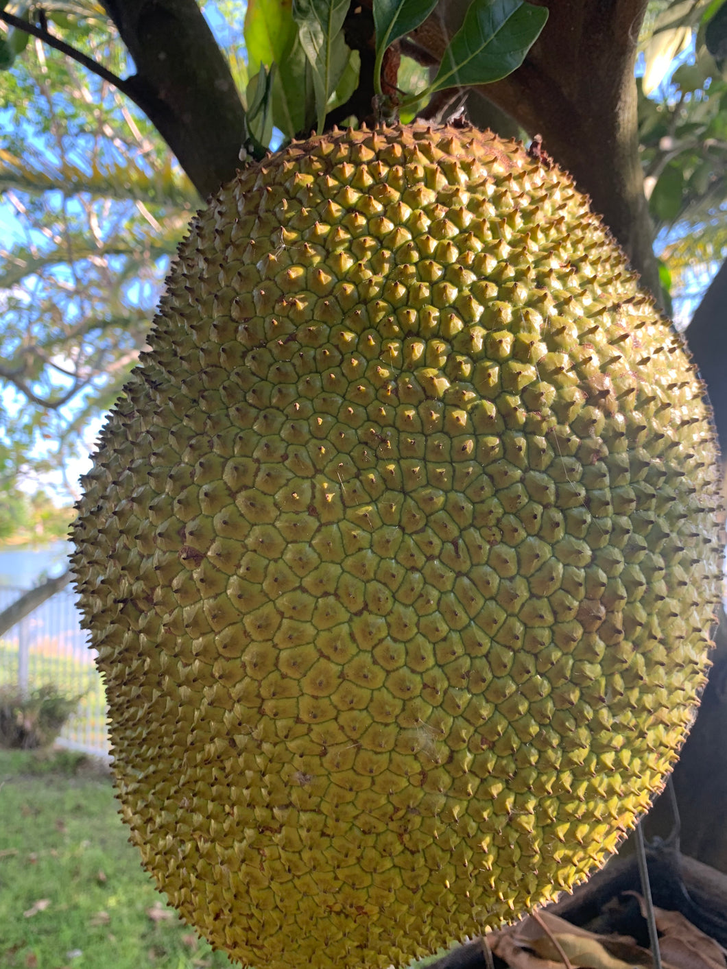 Jackfruit - Crunchy