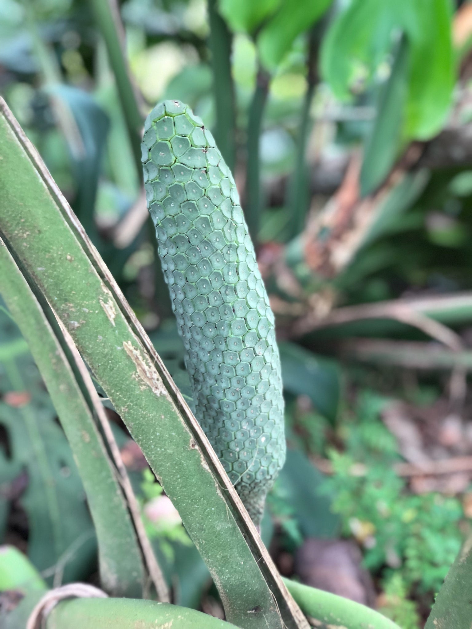 monstera deliciosa fruit cost Monstera Deliciosa (PRE-SALE)(HARVEST BEGINS IN JULY) – JamyMango