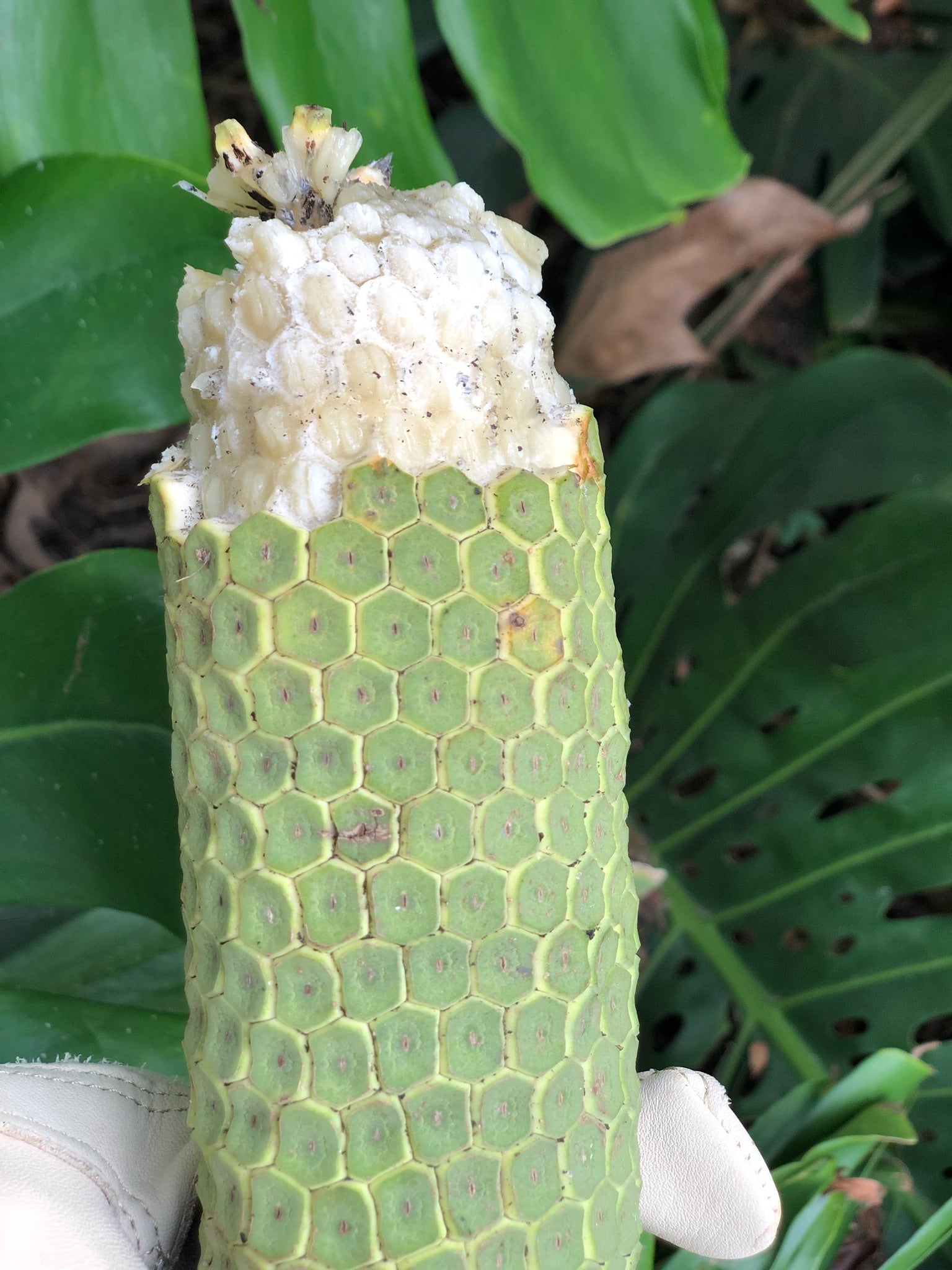 Monstera Deliciosa (PRE-SALE)(HARVEST BEGINS IN JULY) – JamyMango