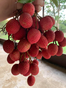 Lychee - Mauritius (May-Jun)