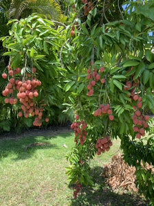 Lychee - Mauritius (May-Jun)